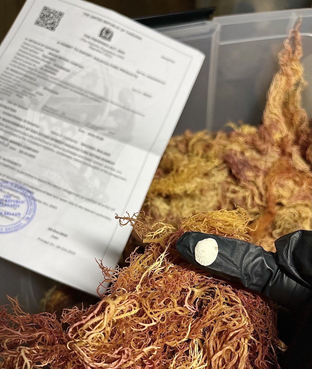 WHOLESALE Purple Sea Moss