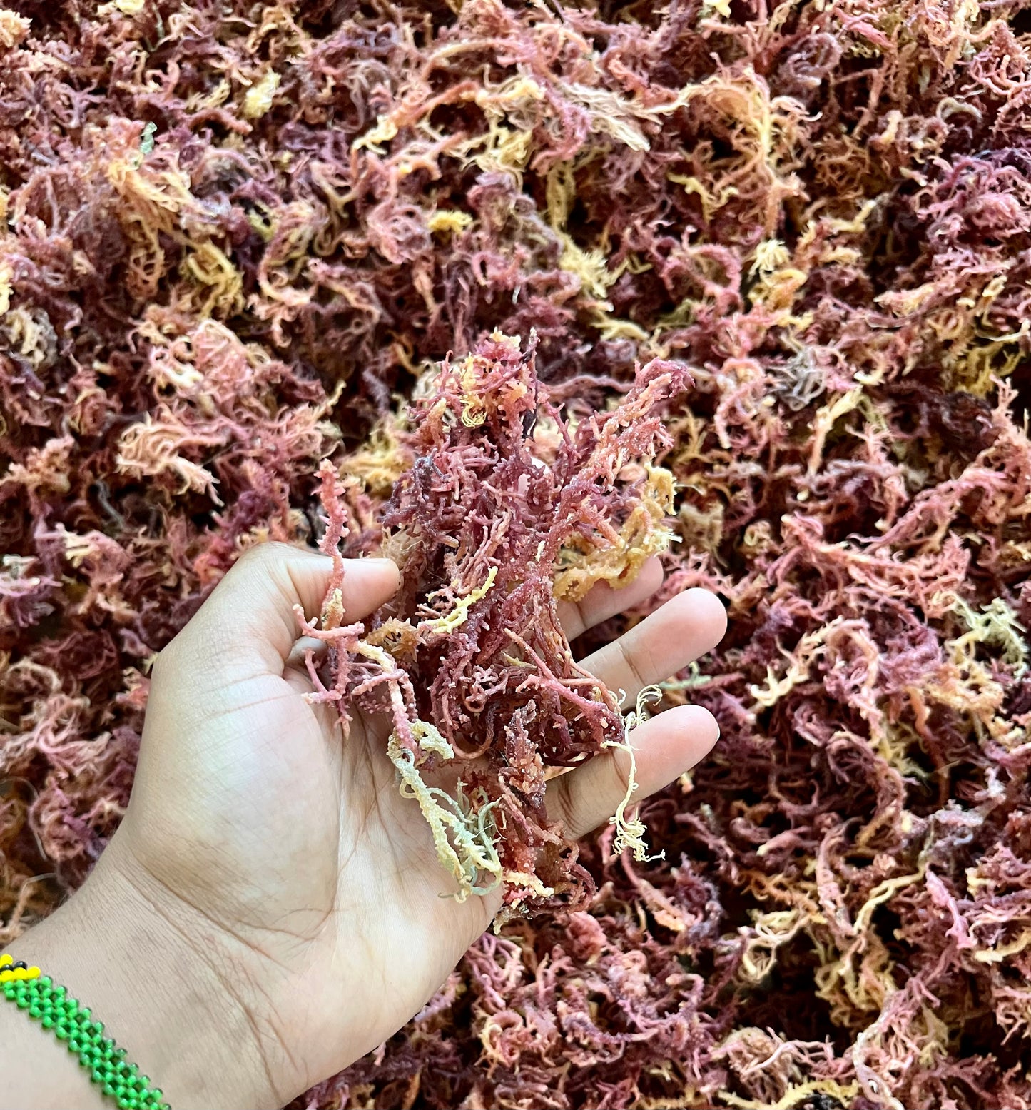 WHOLESALE Rainbow Sea Moss