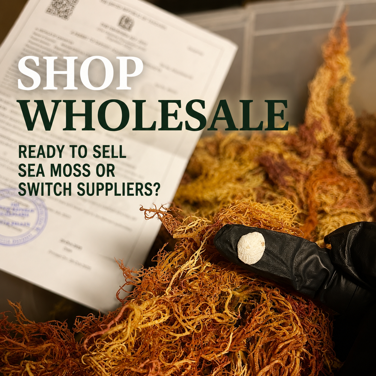 WHOLESALE Sea Moss *worldwide shipping