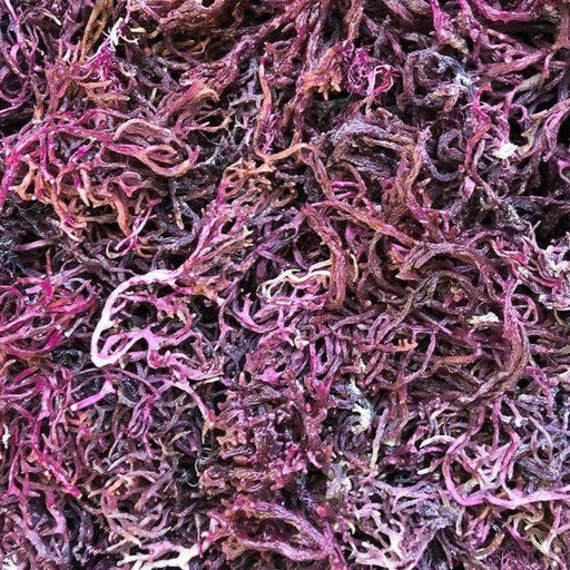 WHOLESALE Purple Sea Moss
