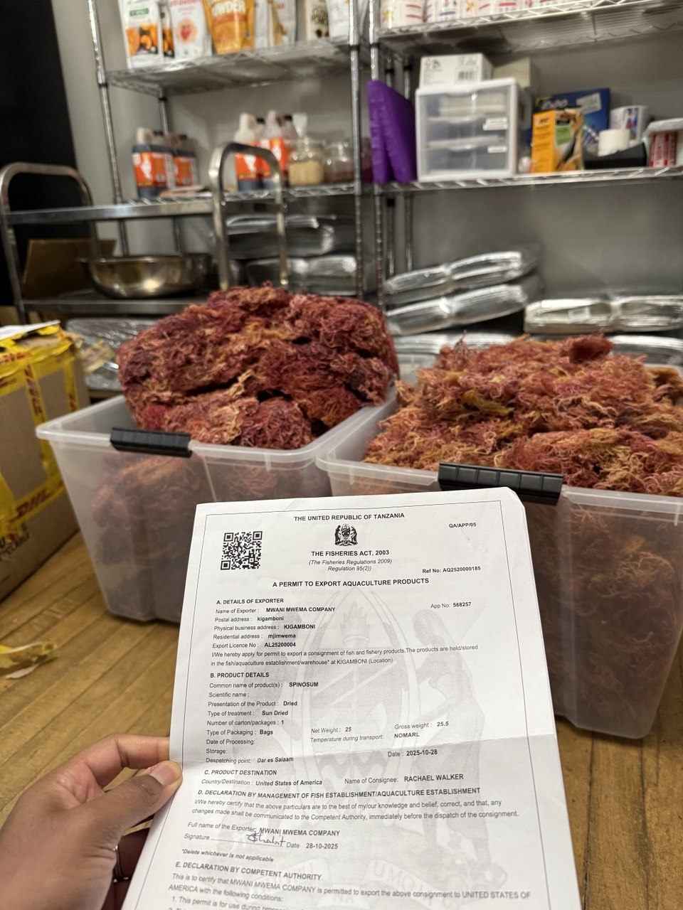 WHOLESALE Purple Sea Moss