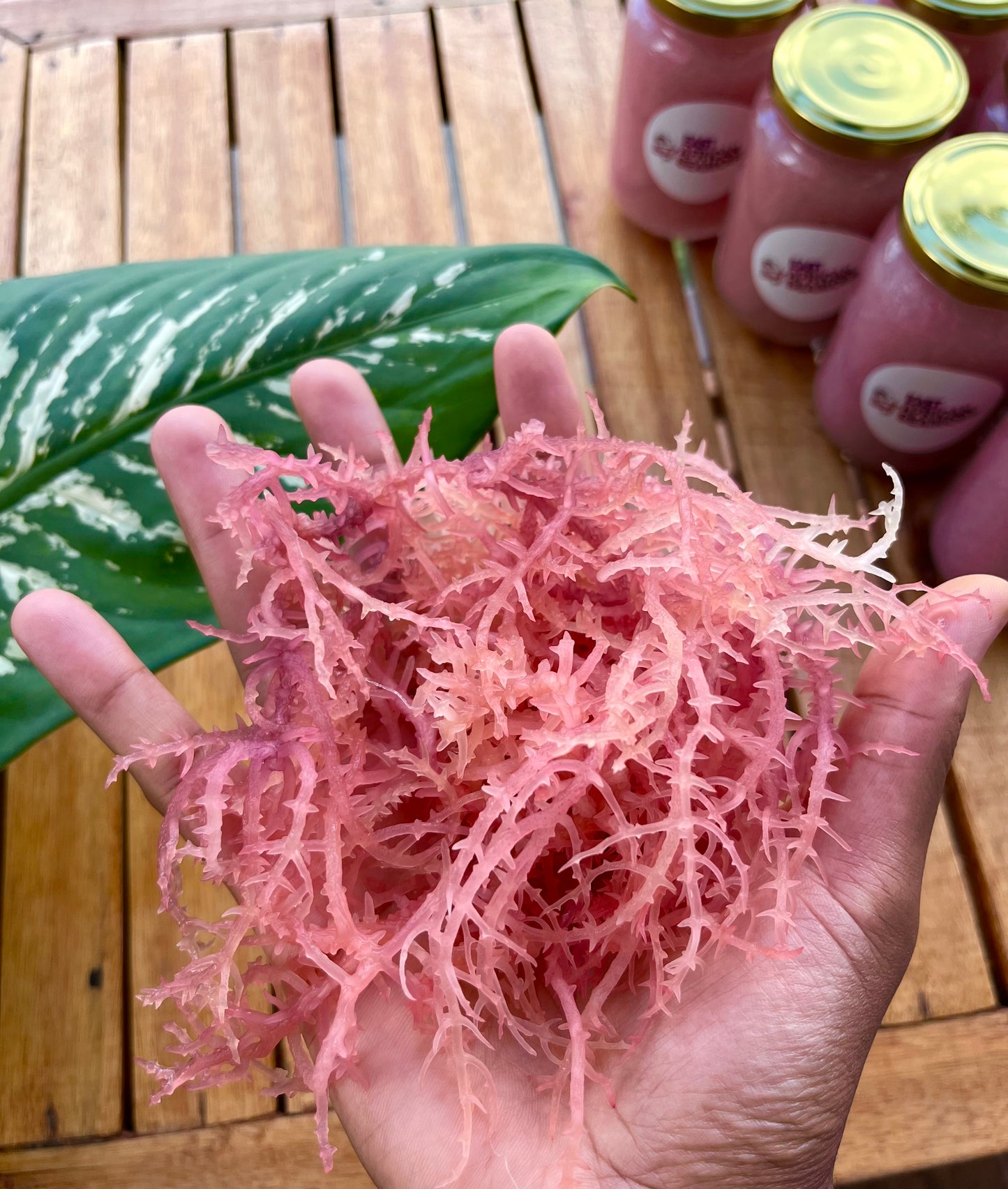 RAINBOW Sea Moss Gel (unflavored)